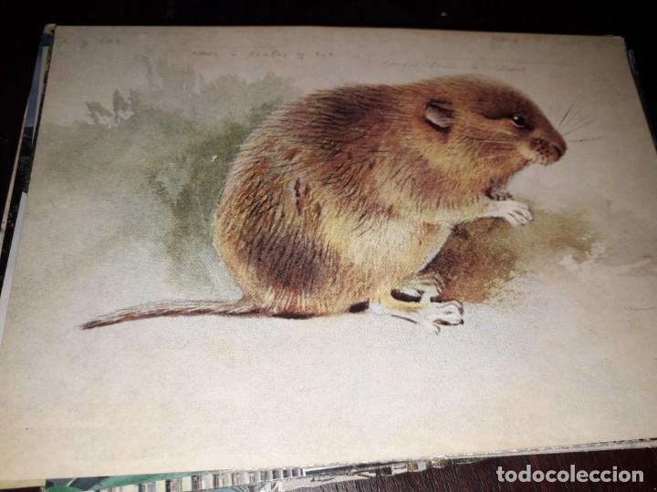 Postales: N&ordm; 33774 POSTAL WATER VOLE - Foto 1