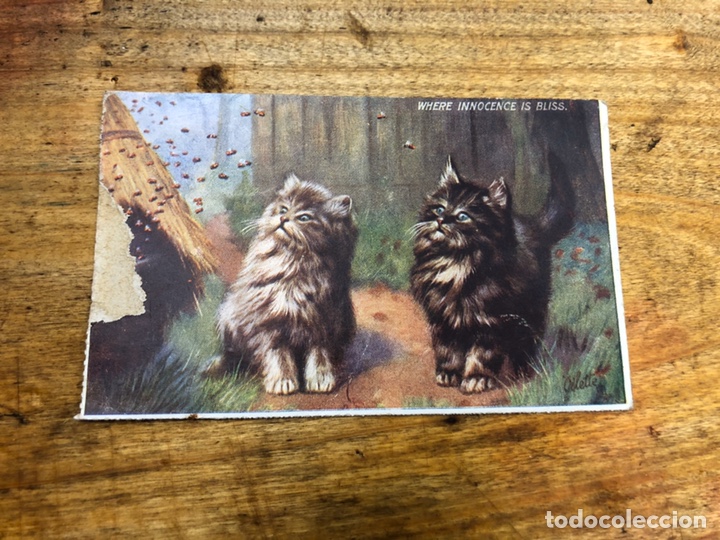 Cartes Postales: Antigua tarjeta postal . Gatitos observando las abejas.Sin usar.