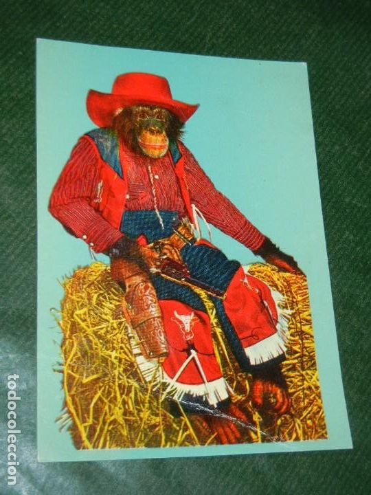 Cartes Postales: MONO - CHIMPANCE GAUCHO - INDUSTRIA ARGENTINA