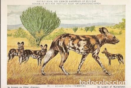 Cartes Postales: Belgica ** & Postale, Real Instituto Belga de Ciencias Naturales, Lycaon Pictus (10)