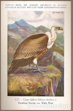 Cartes Postales: Belgica ** & Postale, Real Instituto Belga de Ciencias Naturales, Buitre leonado, Gyps Fulvus (127)