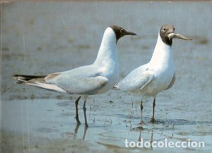 Cartes Postales: Austria & Circulado, Larus Ridibundus, Calendario de Aves 1985 (7993)