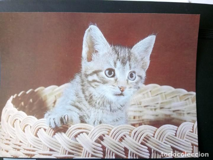 Postales: POSTAL ALEMANIA GATITO - Foto 1