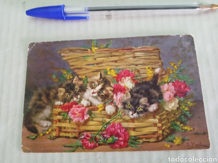 Cartes Postales: Postal antigua gatos