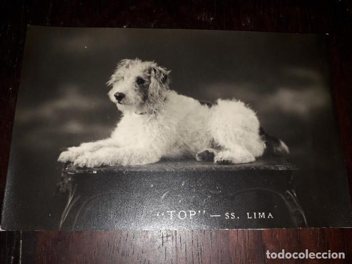Postales: N&ordm; 7482 POSTAL PERRO TOP SS LIMA - Foto 1
