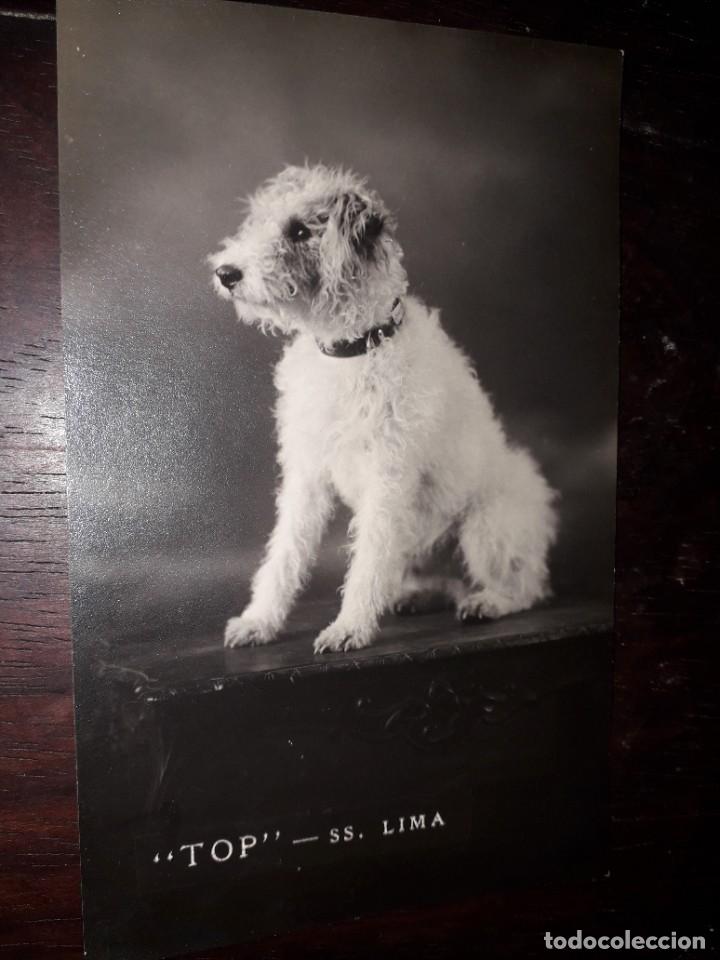 Postales: N&ordm; 7483 POSTAL PERRO TOP SS LIMA - Foto 1