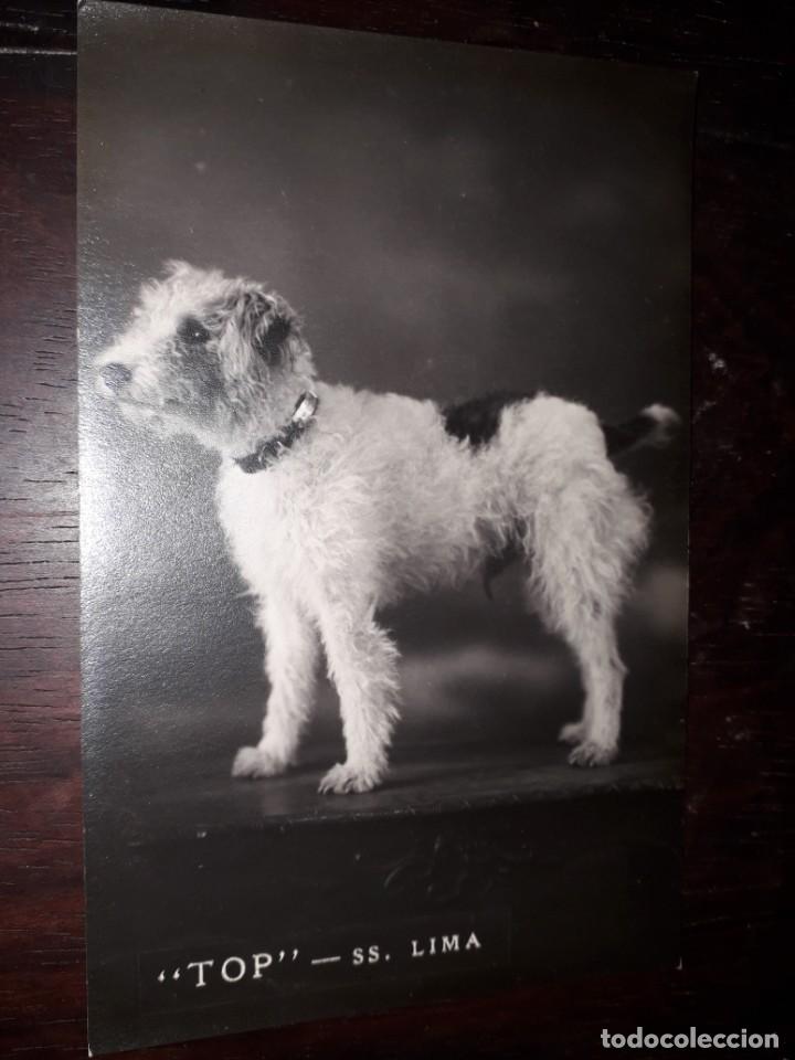 Postales: N&ordm; 7489 POSTAL PERRO TOP SS LIMA - Foto 1