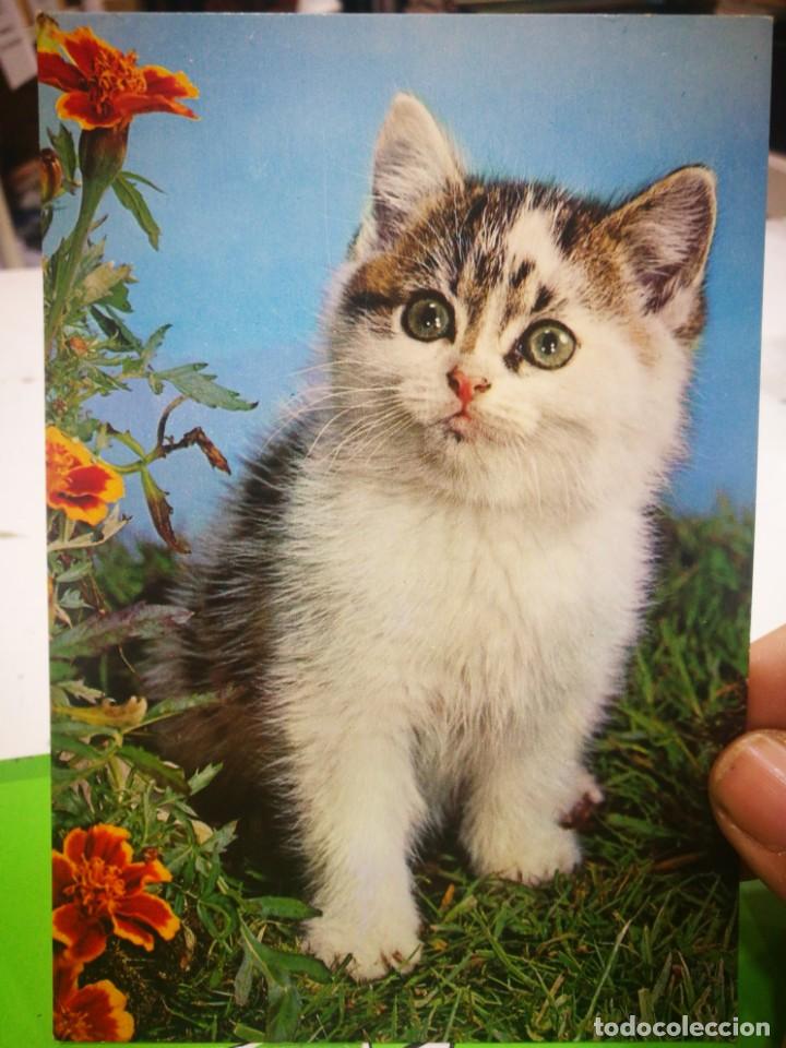 Cartes Postales: Postal Gatito n 6974 C y Z