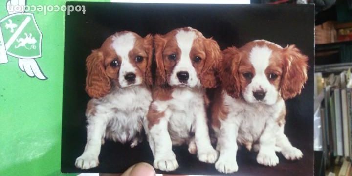 Cartes Postales: Postal Perritos n 7182/31- C. C y Z