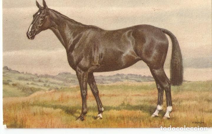 Postais: POSTAL CABALLO N&ordm; 144 - EDITION STEHLI - SUIZA