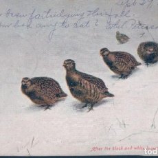 Postales: POSTAL PARTRIDGES - AFTER THE BLACK AND WHITE DRAWING BY G E LODGE - PERDICES EN LA NIEVE. Lote 188741581