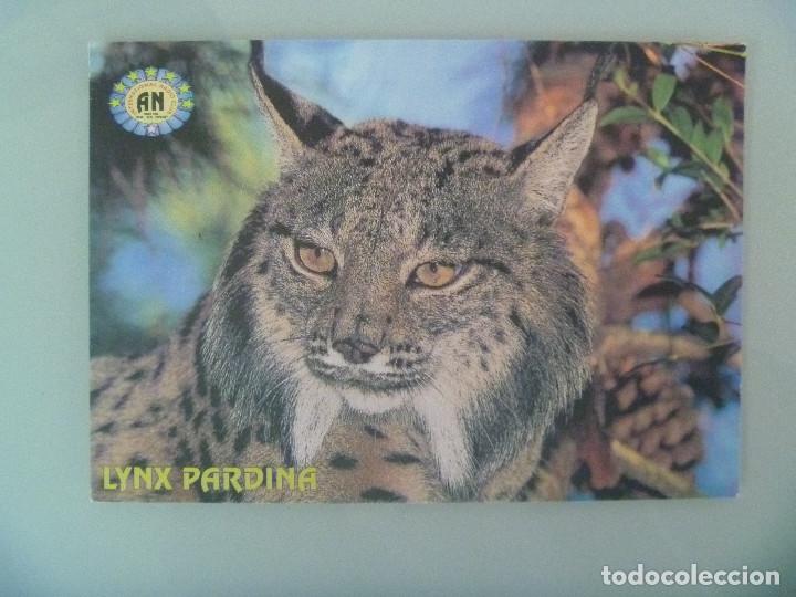 Cartes Postales: POSTAL DE RADIOAFICIONADOS CON FOTO DE UN LINCE