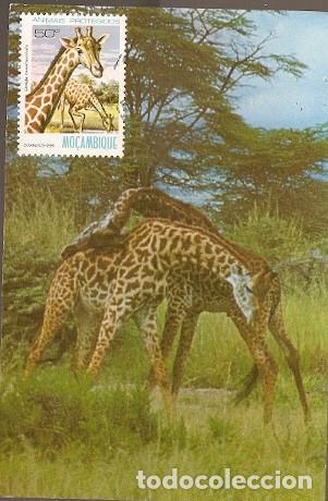 Cartes Postales: Mozambique & P.Maximo, Animales Protegidos, Jirafa 1981 (61699)