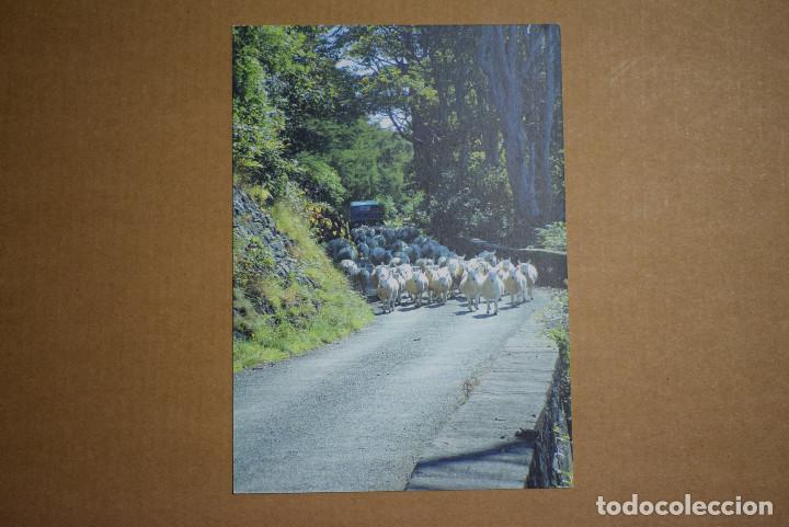 Cartes Postales: Pastoreo de obejas. Inglaterra. Hearding Sheep by Kirstin McCulloch