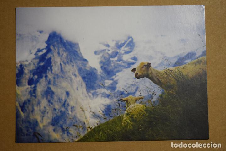 Cartes Postales: Obejas en la monta&ntilde;a