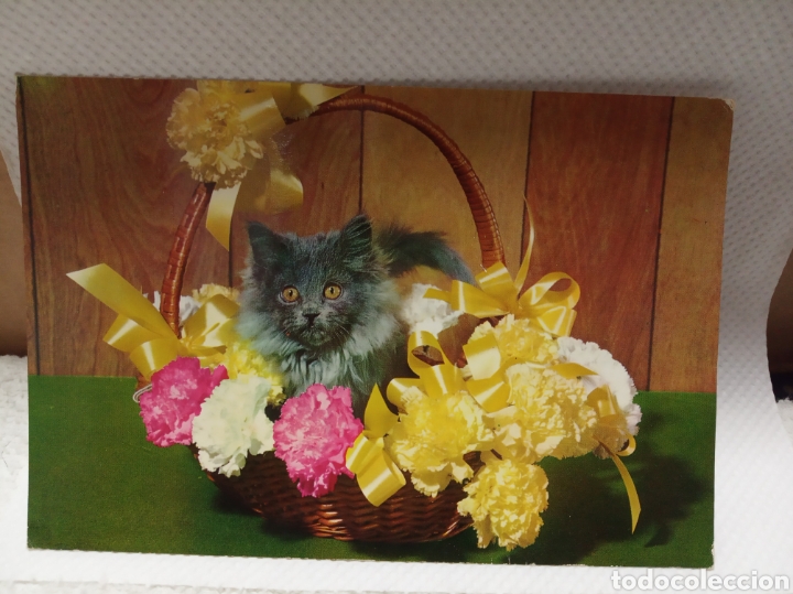 Cartes Postales: Floral