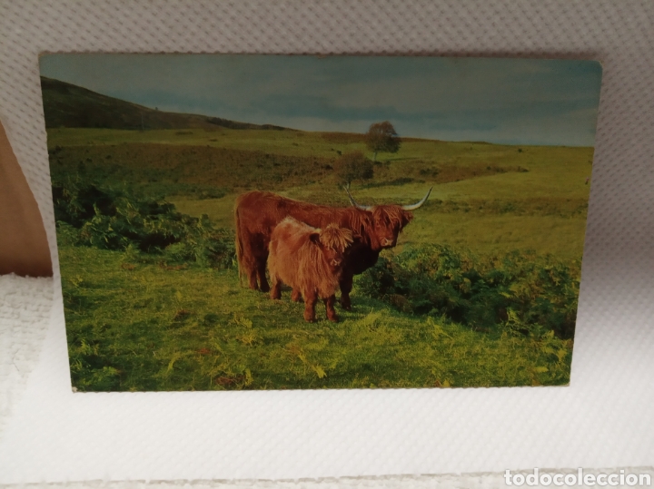 Cartes Postales: Animales