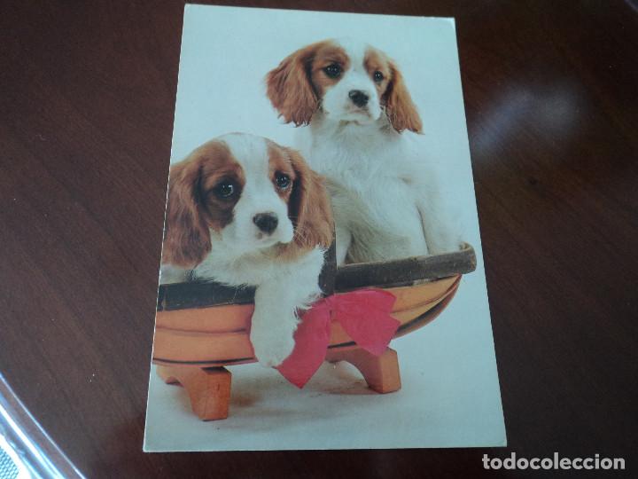 Cartes Postales: perritos ed. sabadell ref n&ordm; 10.012