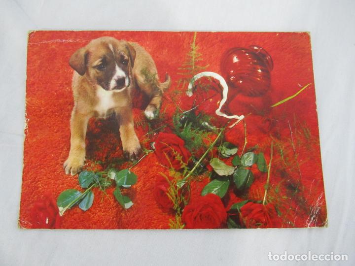 Postales: Postal perro Circulada - Foto 1