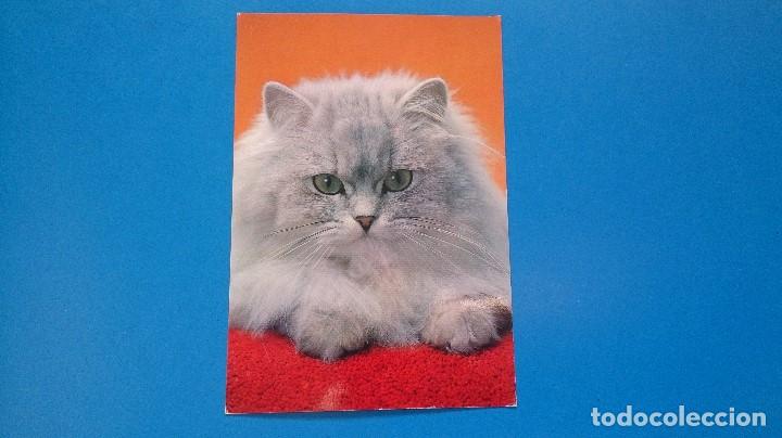 Postales: POSTAL GATO - Foto 1