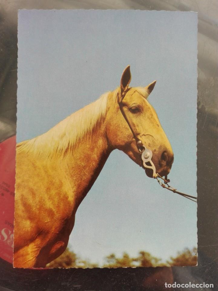 Postais: 600 tarjeta postal nueva - ALEMANIA - zoecke glanz - caballo fauna