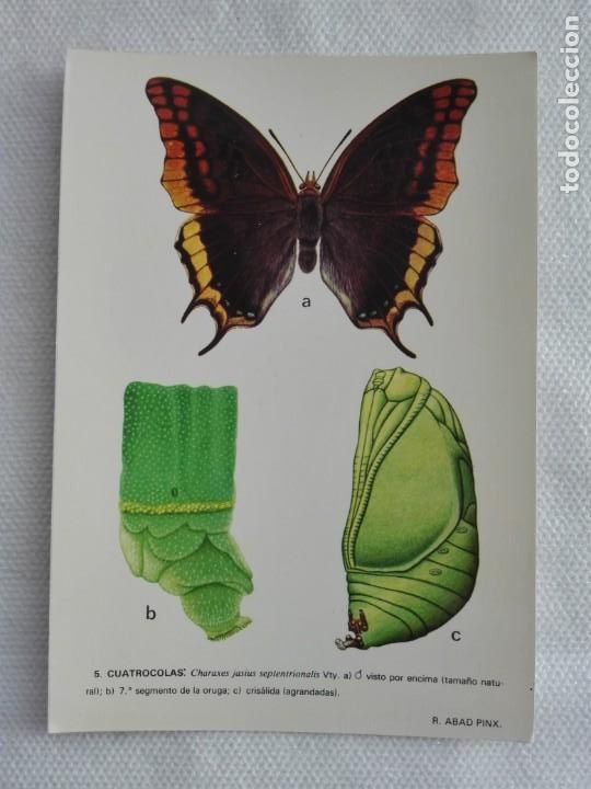 Postais: 849 POSTAL NUEVA - INSTITUO ESPA&Ntilde;OL ENTOMOLOGIA / MARIPOSAS 5 - FAUNA INSECTOS
