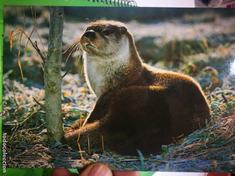 Cartes Postales: Postal Nutria escrita y sellada 2005 FONDO NATURAL
