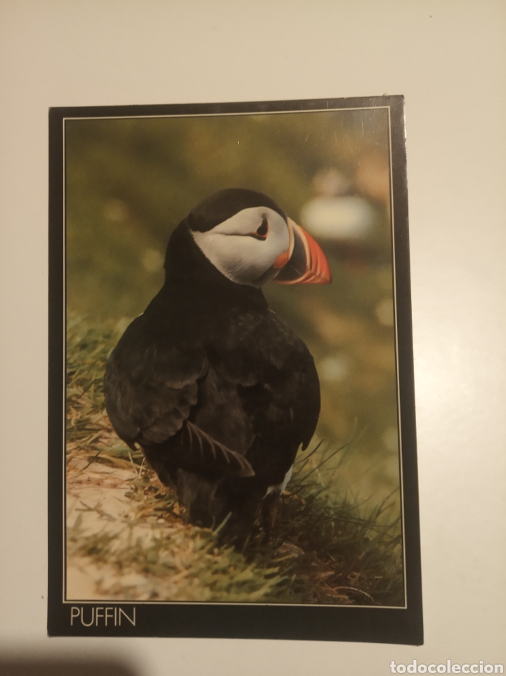 Postales: Puffin - Foto 1