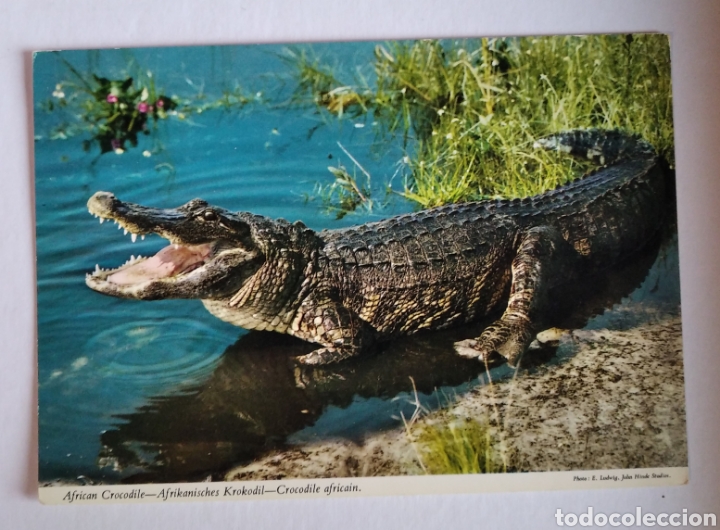 Postales: Postal cocodrilo africano John hinde - Foto 1