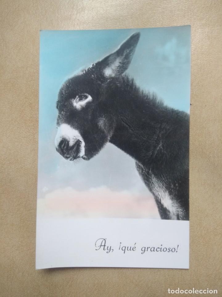 Cartes Postales: Postal burrito, ay, que gracioso
