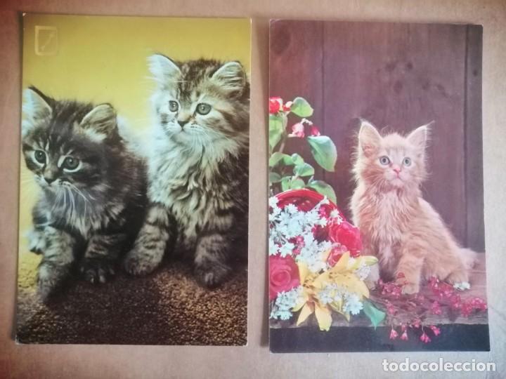 Postales: Gatos - Foto 1