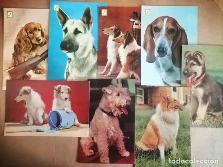 Postales: Perros-postal - Foto 1