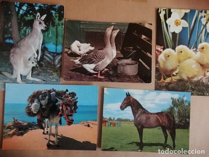 Postales: Postales de animales diversos - Foto 1