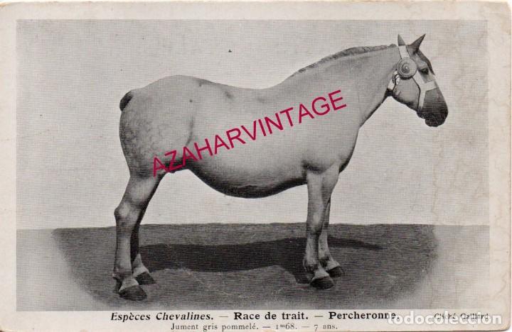 Cartes Postales: POSTAL FRANCESA, TIPOS DE CABALLOS , PERCHERON