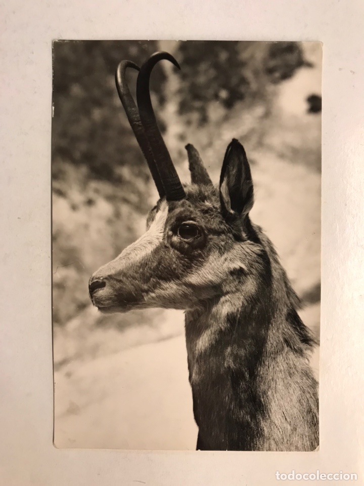 Cartes Postales: ANIMALES. Cabeza de Sarrio. Postal Fotograf&iacute;ca. Foto Isard. Edita: Ed. Sicilia (h.1960?) S/C.