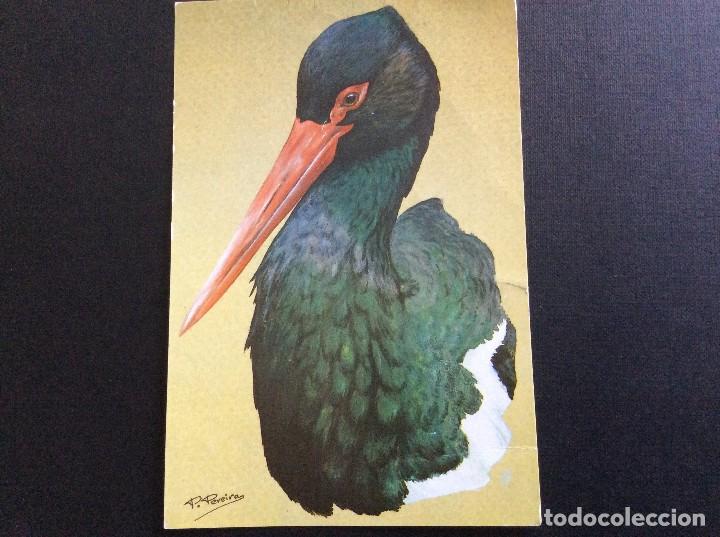 Cartes Postales: POSTAL CIGUE&Ntilde;A NEGRA