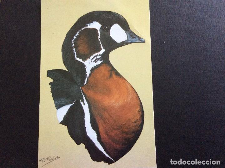 Cartes Postales: POSTAL BARNACLA CUELLIROJA