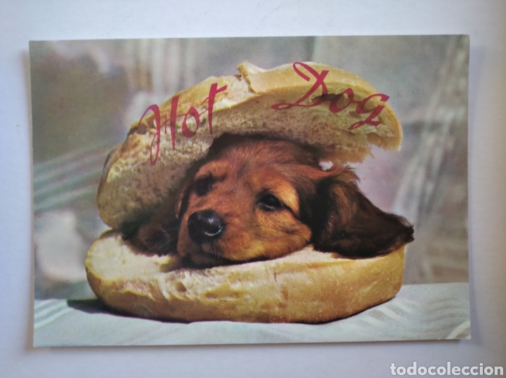 Postales: Postal perro Hot dog Francia - Foto 1