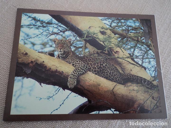 Cartes Postales: leopardo serengeti, tanzania flycatcher safaris