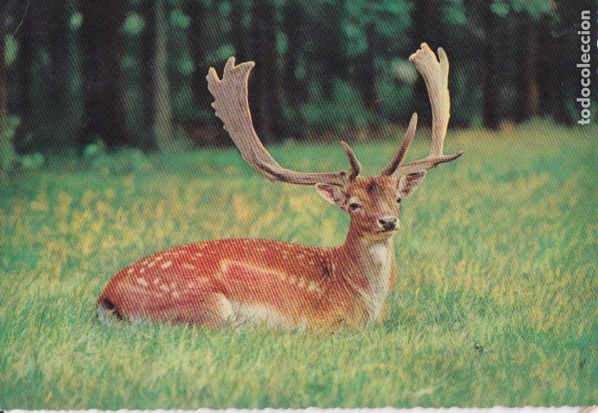 Cartes Postales: Postal ALCE
