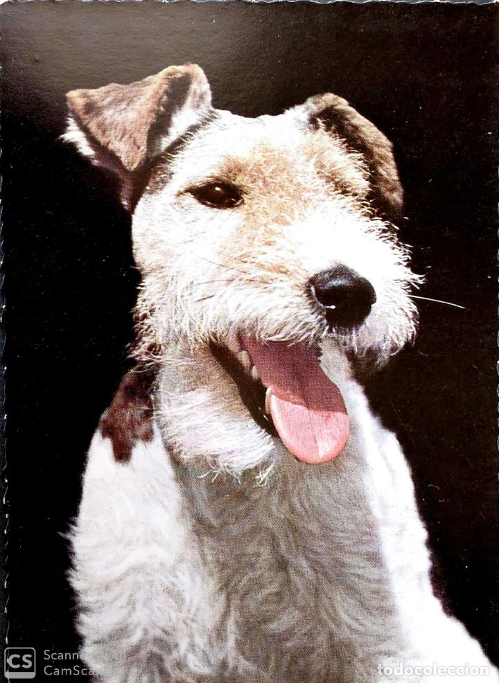 Cartes Postales: Perro. 5072 Postal alemana. Nueva. Color