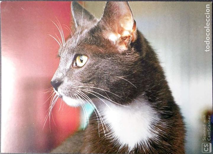 Postais: Gato ( 3). Nueva. Color. Ver foto