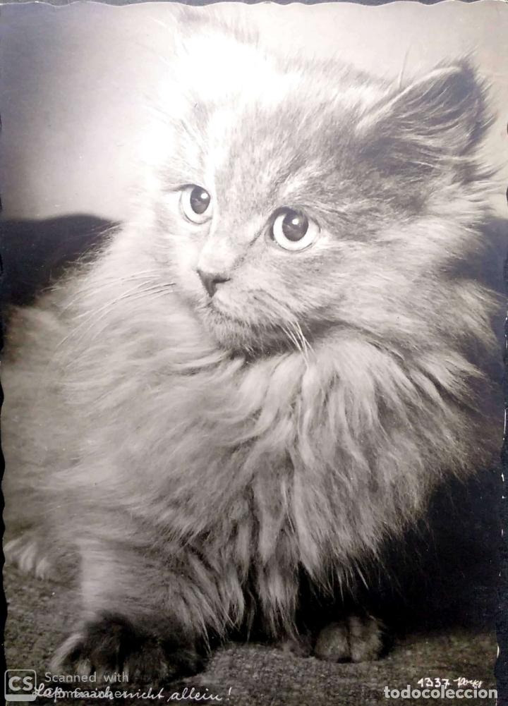 Postais: Gato (14 ). Nueva. Blanco/Negro. Ver foto