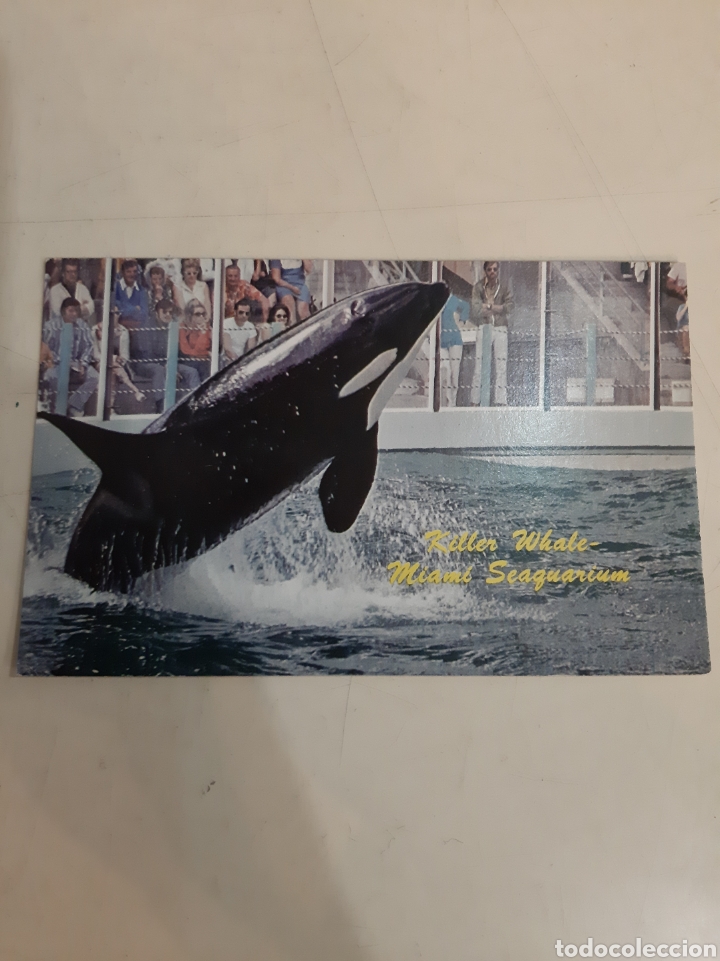 Postales: Miami Orcas Seaguartium - Foto 1