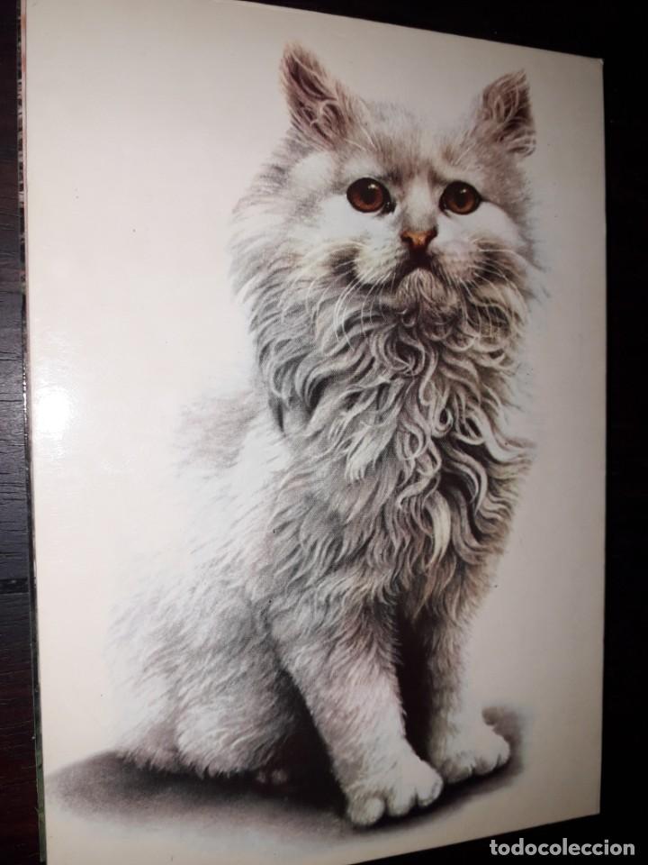 Cartes Postales: N&ordm; 35980 POSTAL EDITADA EN PORTUGAL GATO