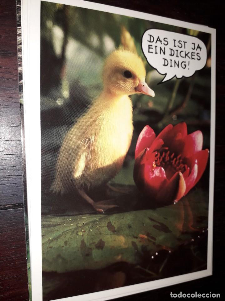 Cartes Postales: N&ordm; 35987 POSTAL PATO FOTO ROLF HINZ