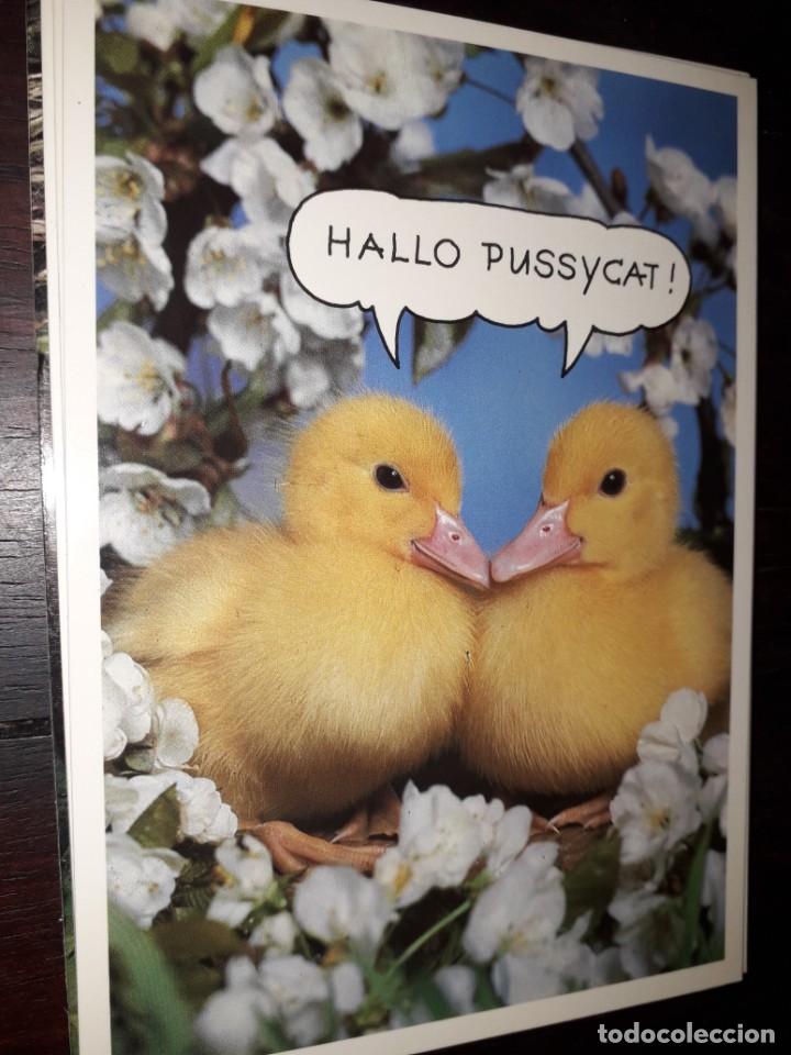 Cartes Postales: N&ordm; 35988 POSTAL PATOS HALLO PUSSYCAT