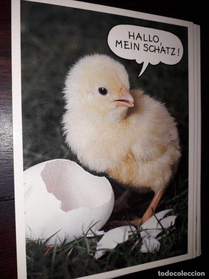 Cartes Postales: N&ordm; 35989 POSTAL POLLO FOTO ROLF HINZ HALLO MEIN SCHATZ