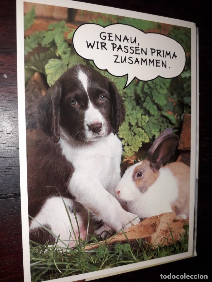 Cartes Postales: N&ordm; 35994 POSTAL PERRO Y CONEJO FOTO ROLF HINZ GENAU WIR PASSEN PRIMA ZUSAMMEN