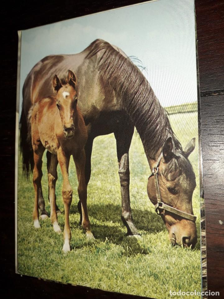 Postales: N&ordm; 35995 POSTAL CABALLO - Foto 1